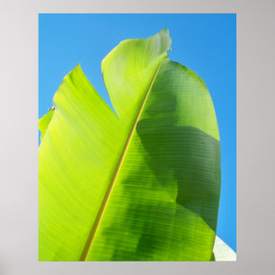 Poster Reaching for Sun