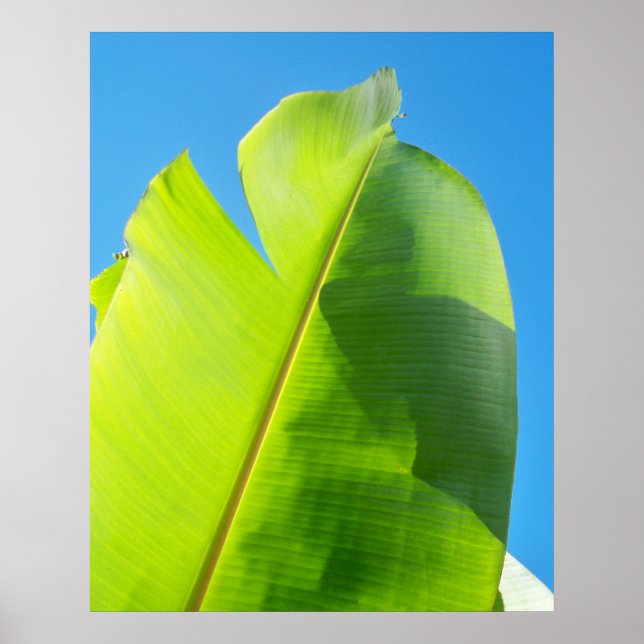 Poster Reaching for Sun (Frente)