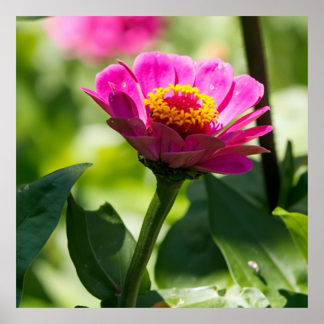 Poster Ready to Bloom (Frente)