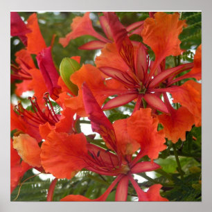 Poster real de Poinciana