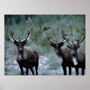 Poster Rebanho de Alces   Mt. Baring, Washington