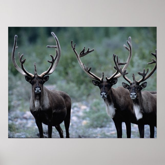 Poster Rebanho de Alces | Mt. Baring, Washington (Frente)