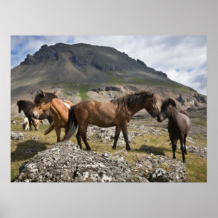 Poster Rebanho de Cavalos, Perto de Hofn, Islândia