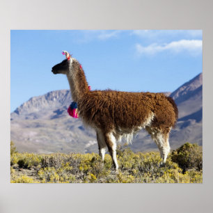 Pôster Rebanho de lamas decorados na Puna, cordilheira do