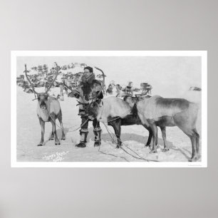 Pôster Rebanho de renques Alasca 1909