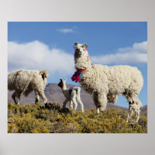 Pôster Rebanho decorado no Puna, montanhas 3 da Lama de
