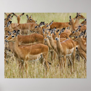Pôster Rebanho do Impala fêmea, Masai Mara, Kenya.