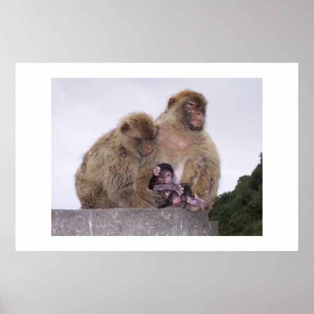 Pôster Recém-nascido (Frente)