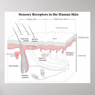 Pôster Receptores sensoriais no diagrama da pele humana