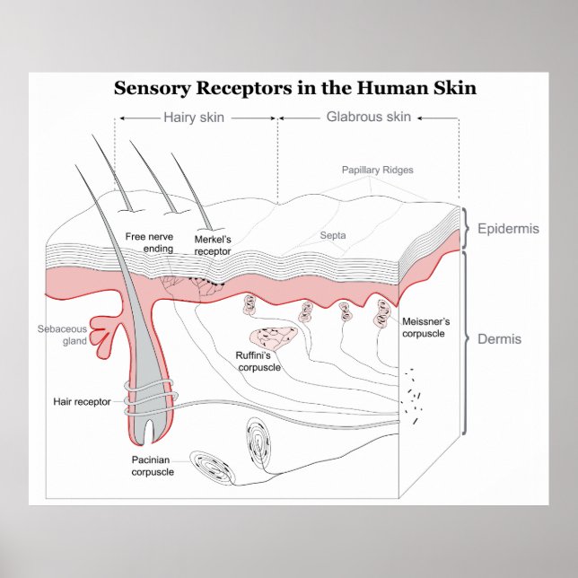 Pôster Receptores sensoriais no diagrama da pele humana (Frente)