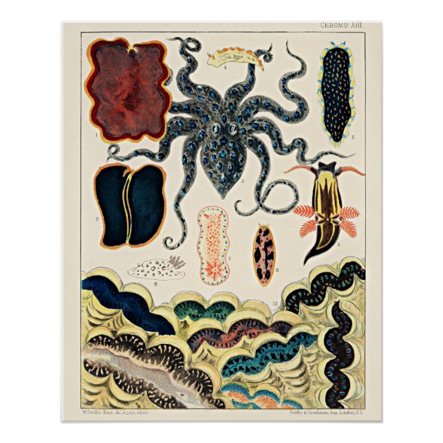 Pôster Recife de barreira de excelentes da Austrália (Frente)