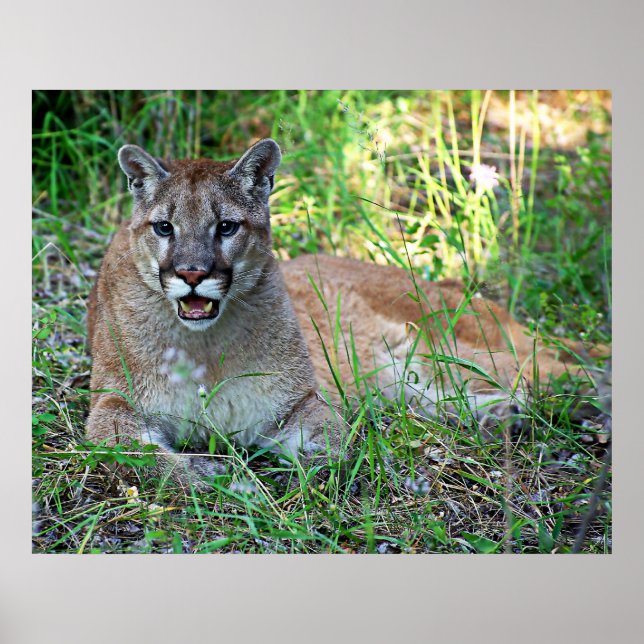 Pôster Reclamação de Leão de Montanha (Frente)