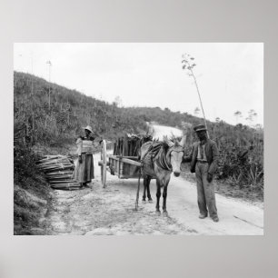 Poster Recolhendo o sisal, Nassau, ilhas de Bahama, c1900