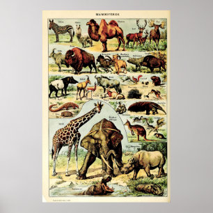 Poster Recriada Adolphe Millot Natureza Cria Mamíferos