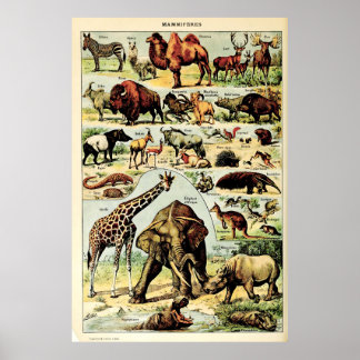 Poster Recriada Adolphe Millot Natureza Cria Mamíferos