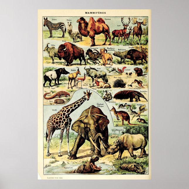 Poster Recriada Adolphe Millot Natureza Cria Mamíferos (Frente)