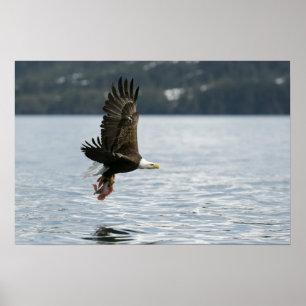 Poster Recuperação de Peixes de Águia-Cálida