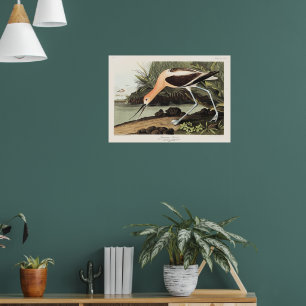 Poster Recurvirostra americana de Birds of America,
