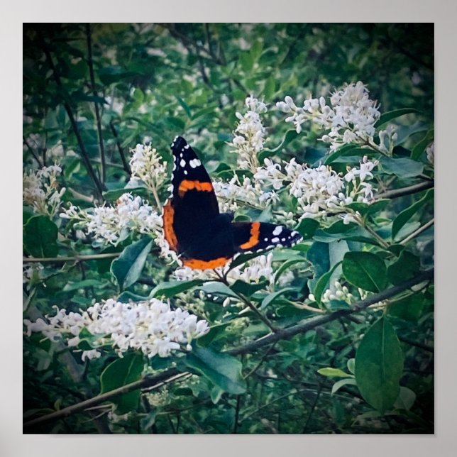 Poster Red Admiral Butterfly (Frente)