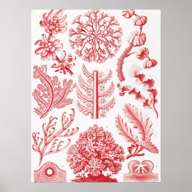 Poster Red Alga Sea, Florideae Rotalgen por Ernst Haeckel (Frente)