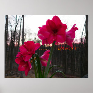 Poster Red Amaryllis e Winter Sunrise