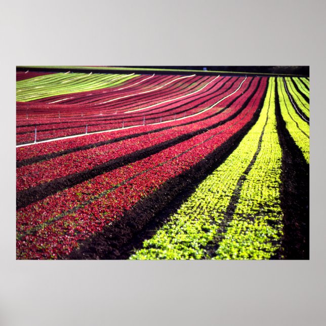 Pôster Red and green lettuce, San Luis Obispo County, Cal (Frente)