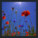 Poster red and purple roses embracing a blue sky and sun<br><div class="desc">red and purple roses embracing a blue sky and sun rays . a great design fitting for artists and nature lovers who adore the sight of a beautiful blue sky hugging green plants with red and purple roses. it can also be given as a gift during happy occasions to your...</div>