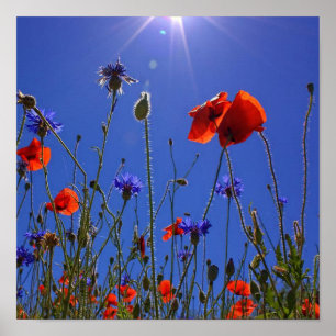 Poster red and purple roses embracing a blue sky and sun