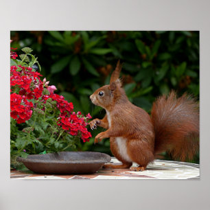 Poster Red and White Squirrel with Red Flower Bush