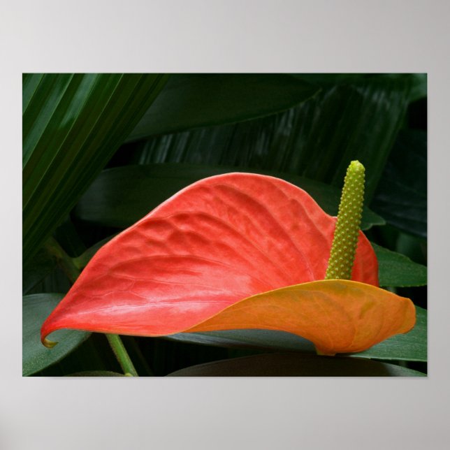 Poster Red Anthurium Plant Contra Foliage (Frente)