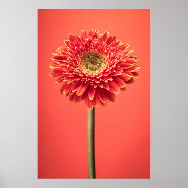 Poster Red Barberton Gerbera Daisy Flower (Frente)