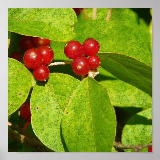 Poster Red Berries (Frente)