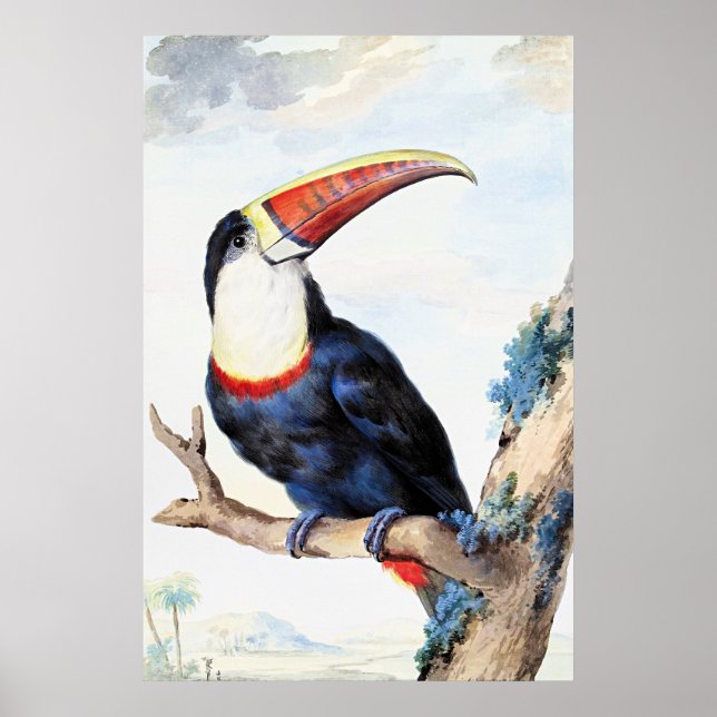 Poster Red Billed Toucan,  (Frente)