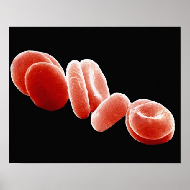 Poster Red Blood Cells (Frente)