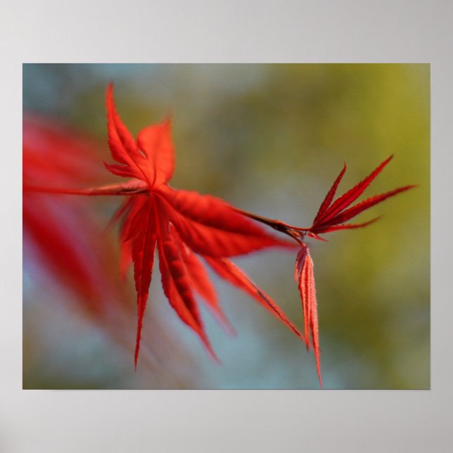 Poster "Red Bloom", Folha de Maple (Frente)