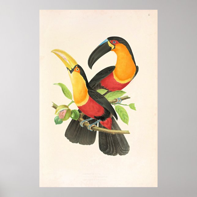 Poster Red-Breasted Toucan Bird (Frente)