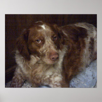 Poster Red Brittany Spaniel dog épagneul breton roux
