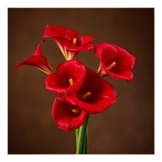 Pôster red callas