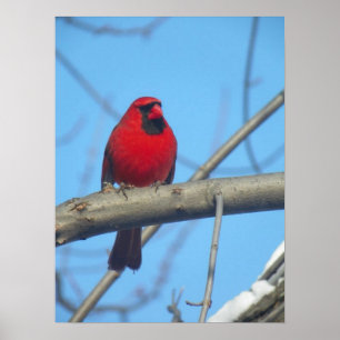 Poster Red Cardinal/Bird