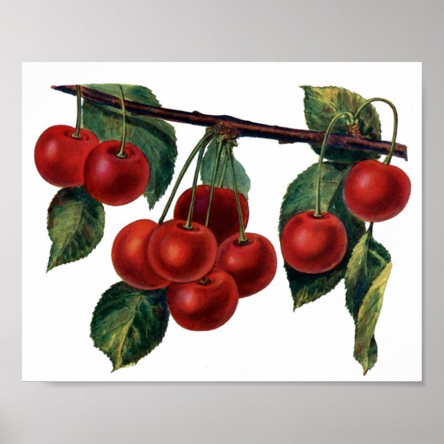 Poster Red Cherries (Frente)