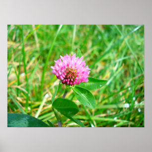Poster red clover