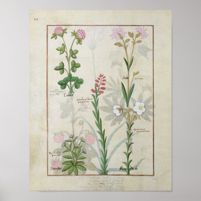 Poster Red clover & Aube Bellidis Onobrychis & Hyssopus (Frente)