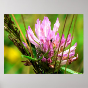 Poster Red Clover Print
