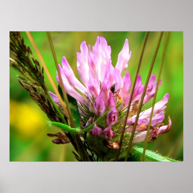 Poster Red Clover Print (Frente)