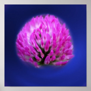 Poster Red Clover Wildflower