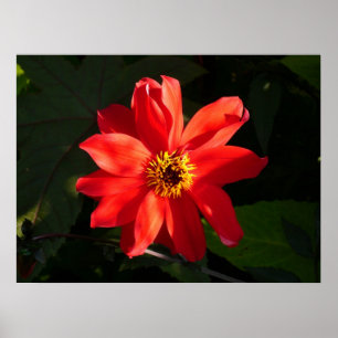 Poster Red Dahlia (Bispo de Llandaff)