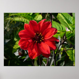 Pôster Red Dahlia (Bispo de Llandaff) II