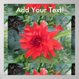 Poster Red Dahlia Plant