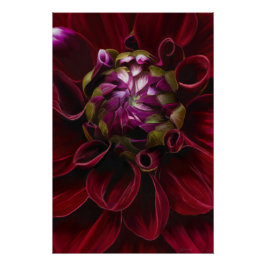 Pôster Red Dahlia Poster