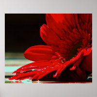 Red Daisy Gerbera Flower